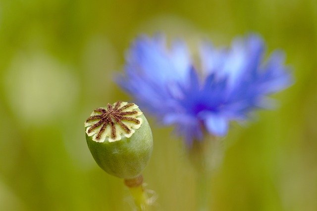 הורדה חינם Poppy Cornflower Meadow - תמונה או תמונה בחינם לעריכה עם עורך התמונות המקוון GIMP