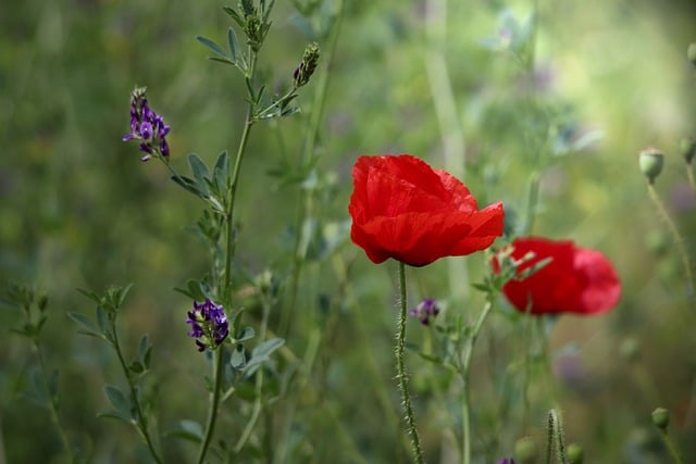 Free download poppy corn poppy clap rose free picture to be edited with GIMP free online image editor