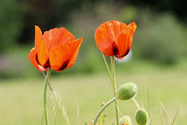 Free download poppy corn poppy papaver clap rose free picture to be edited with GIMP free online image editor