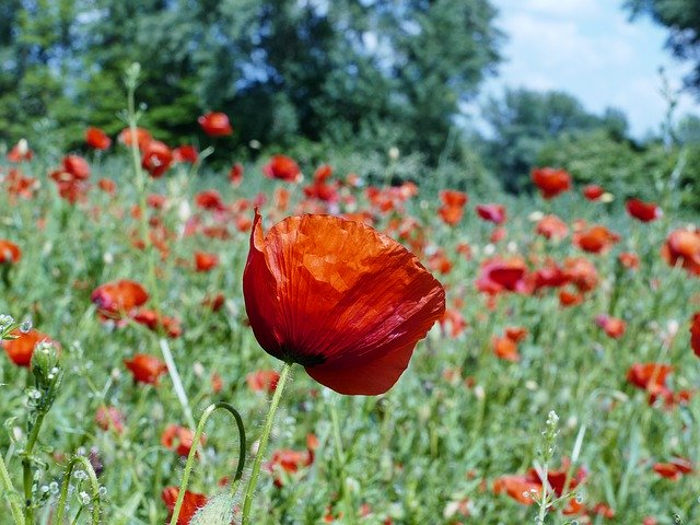 Free download Poppy Divý Meadow -  free photo or picture to be edited with GIMP online image editor
