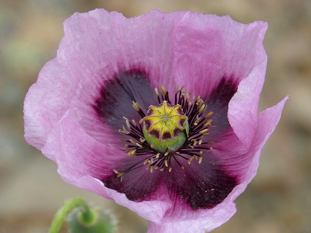 Free download Poppy Drunk White Spring -  free photo or picture to be edited with GIMP online image editor