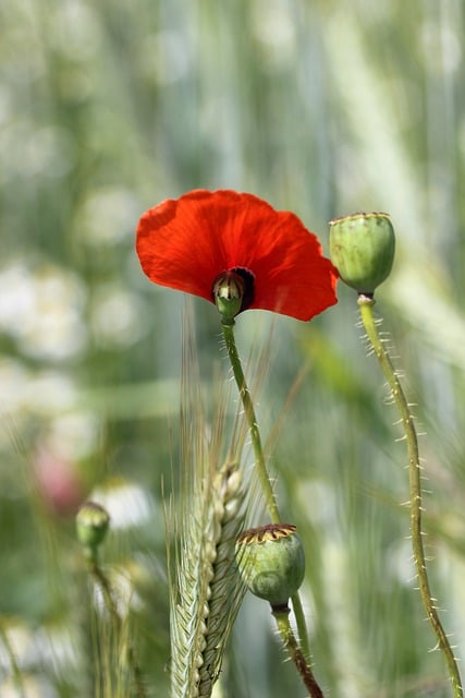 Free download poppy faded petal seed pods grain free picture to be edited with GIMP free online image editor