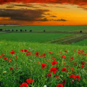Poppy Field Dreams  screen for extension Chrome web store in OffiDocs Chromium
