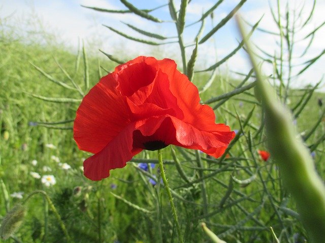 Free download Poppy Field Flower -  free photo or picture to be edited with GIMP online image editor