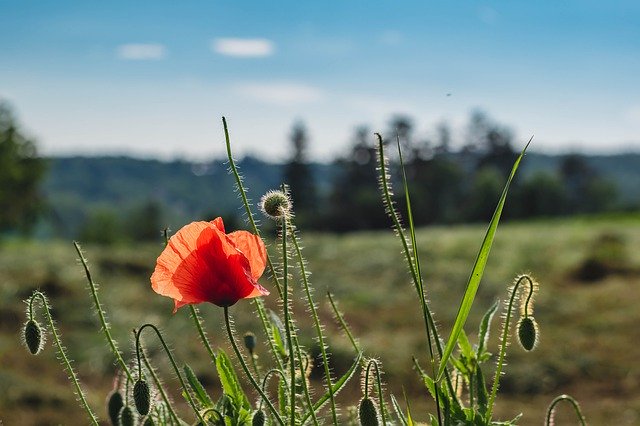 Free download Poppy Field Landscape -  free photo or picture to be edited with GIMP online image editor