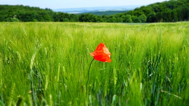 Free download Poppy Field Nature -  free photo or picture to be edited with GIMP online image editor