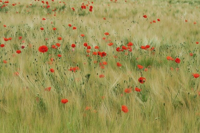 Descarga gratuita Poppy Field Of Poppies Red - foto o imagen gratuita para editar con el editor de imágenes en línea GIMP