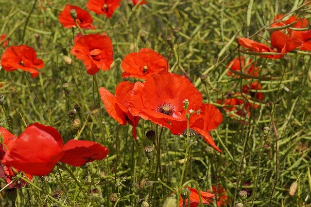 Kostenloser Download von Poppy Fields Nature – kostenloses Foto oder Bild zur Bearbeitung mit dem Online-Bildeditor GIMP