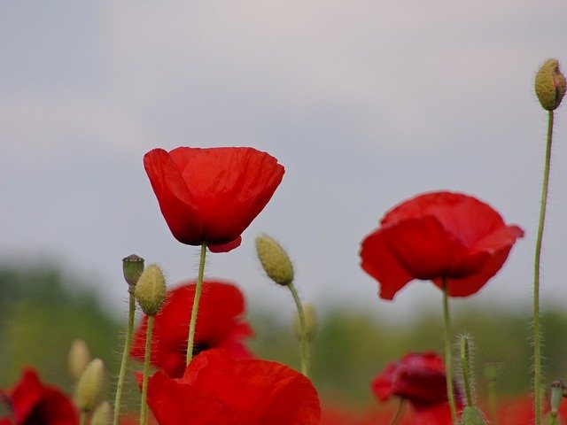 Unduh gratis Poppy Field Summer - foto atau gambar gratis untuk diedit dengan editor gambar online GIMP