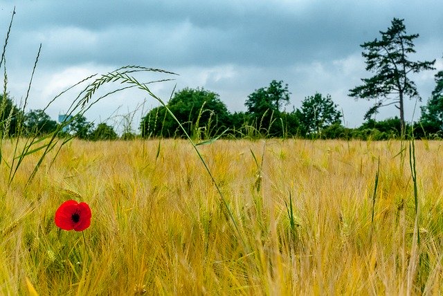 Free download Poppy Fields Wheat -  free photo or picture to be edited with GIMP online image editor