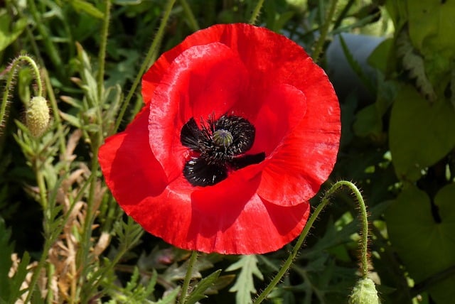 Free download poppy flower blossom red petals free picture to be edited with GIMP free online image editor
