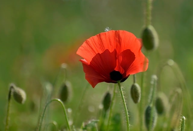 Free download poppy flower cereal meadow nature free picture to be edited with GIMP free online image editor