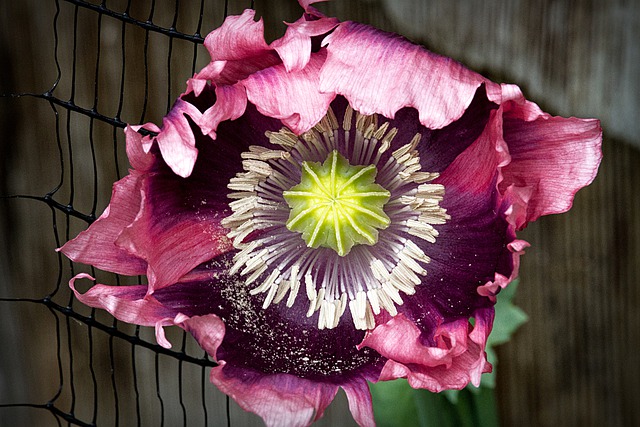 Free download poppy flower floral petals blossom free picture to be edited with GIMP free online image editor