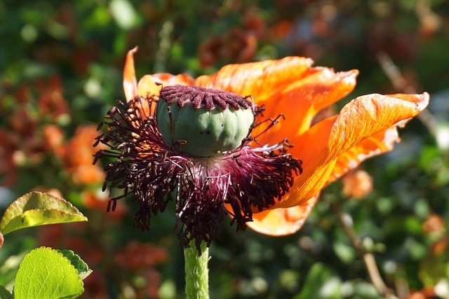 Free download poppy flower garden plants free picture to be edited with GIMP free online image editor