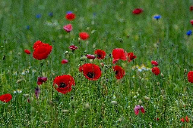 Unduh gratis Poppy Flower Meadow Nature - foto atau gambar gratis untuk diedit dengan editor gambar online GIMP