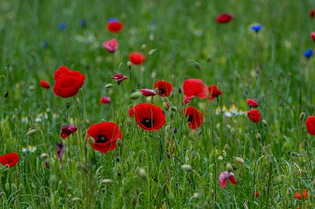 Kostenloser Download Poppy Flower Meadow Nature - kostenloses Foto oder Bild zur Bearbeitung mit GIMP Online-Bildbearbeitung