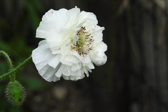 Бесплатно скачать цветок мака природа цветочный луг бесплатное изображение для редактирования в GIMP бесплатный онлайн-редактор изображений