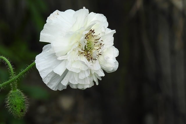 Téléchargement gratuit coquelicot fleur nature pré de fleurs image gratuite à éditer avec l'éditeur d'images en ligne gratuit GIMP