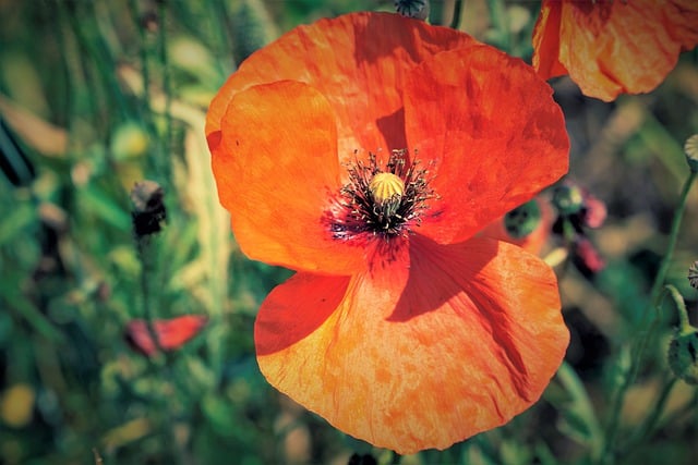 Free download poppy flower nature petals pistils free picture to be edited with GIMP free online image editor