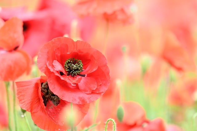 Free download poppy flower nature plant petal free picture to be edited with GIMP free online image editor