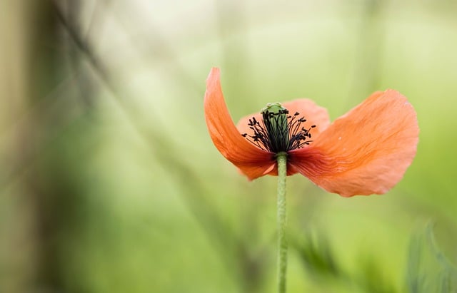 Free download poppy flower nature red garden free picture to be edited with GIMP free online image editor