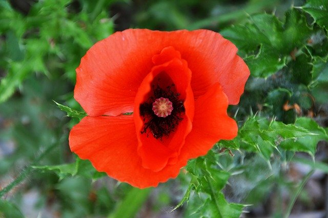 Free download Poppy Flower Plant -  free photo or picture to be edited with GIMP online image editor