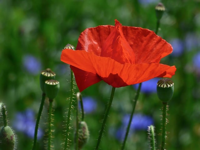 Free download poppy flower plant corn poppy free picture to be edited with GIMP free online image editor