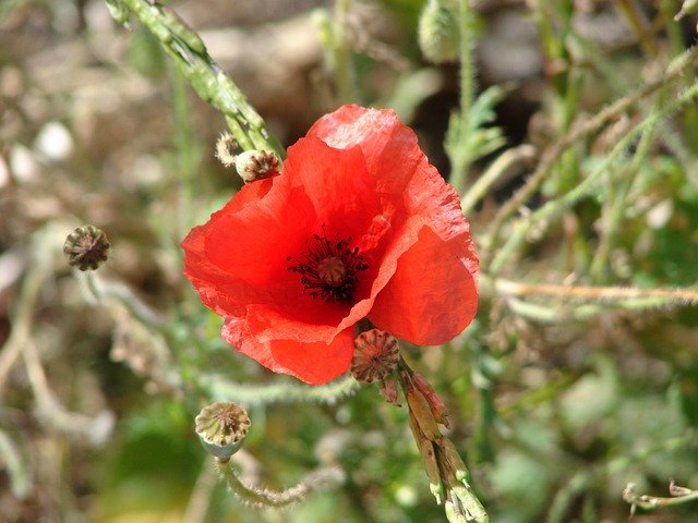 Muat turun percuma Poppy Flower Plant Natural - foto atau gambar percuma untuk diedit dengan editor imej dalam talian GIMP