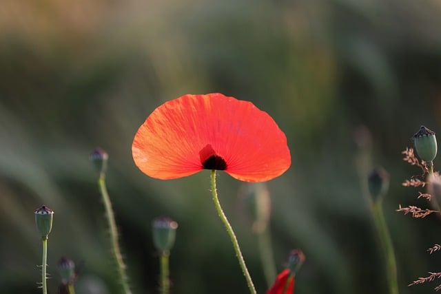 Free download poppy flower plant red poppy free picture to be edited with GIMP free online image editor