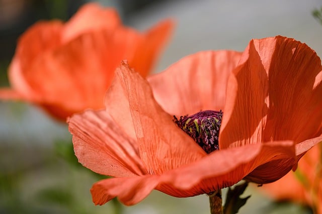 Free graphic poppy flower plant turkish poppy to be edited by GIMP free image editor by OffiDocs