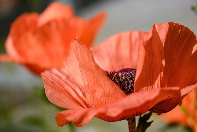 Free download poppy flower plant turkish poppy free picture to be edited with GIMP free online image editor