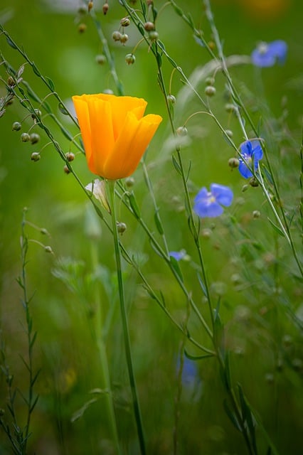 Free download poppy flower plant yellow flower free picture to be edited with GIMP free online image editor