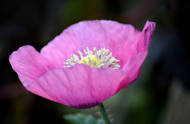 Free download poppy flower poppy free picture to be edited with GIMP free online image editor