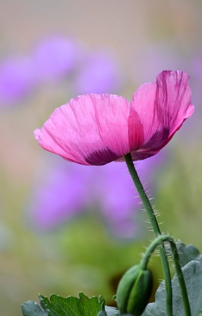 Free download poppy flower poppy flower flora free picture to be edited with GIMP free online image editor