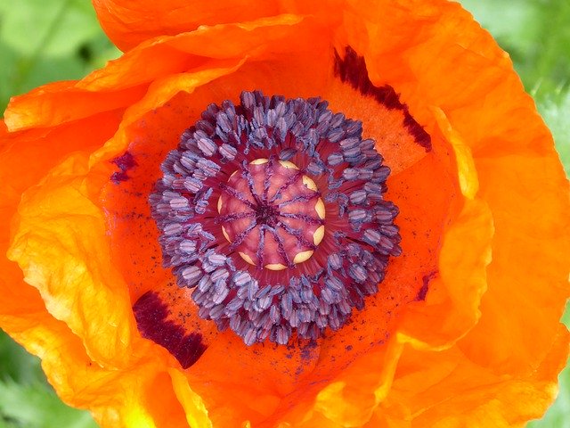 ດາວໂຫລດຟຣີ Poppy Flower Red - ຮູບພາບຫຼືຮູບພາບທີ່ບໍ່ເສຍຄ່າເພື່ອແກ້ໄຂດ້ວຍບັນນາທິການຮູບພາບອອນໄລນ໌ GIMP