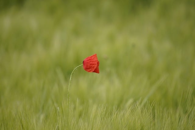 Free download poppy flower red flower barley free picture to be edited with GIMP free online image editor