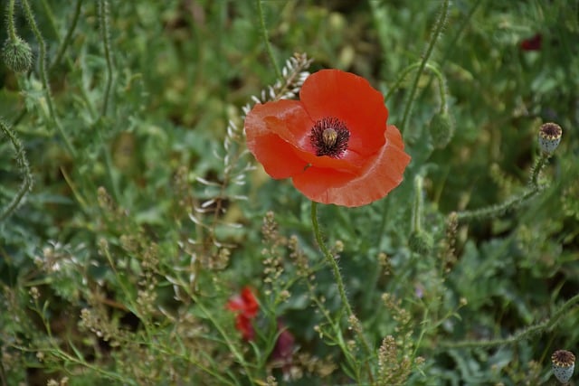 Free download poppy flower red flower nature free picture to be edited with GIMP free online image editor