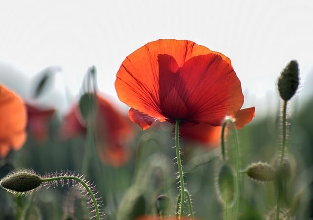 Free download poppy flower red meadow spring free picture to be edited with GIMP free online image editor