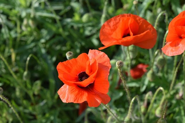 Free download poppy flowers flower buds free picture to be edited with GIMP free online image editor