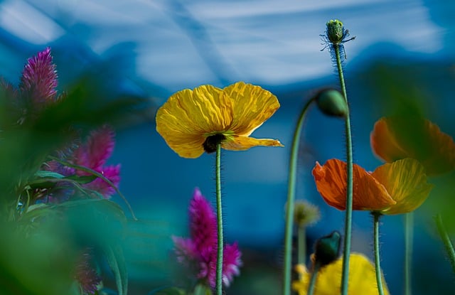 Free download poppy flowers poppies botany spring free picture to be edited with GIMP free online image editor