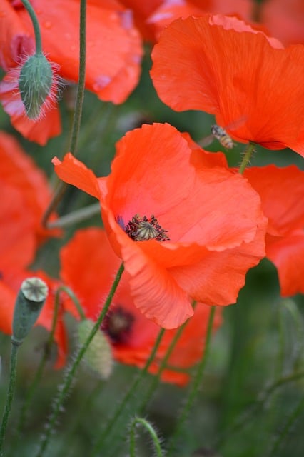 Free download poppy flowers poppy seed capsule free picture to be edited with GIMP free online image editor