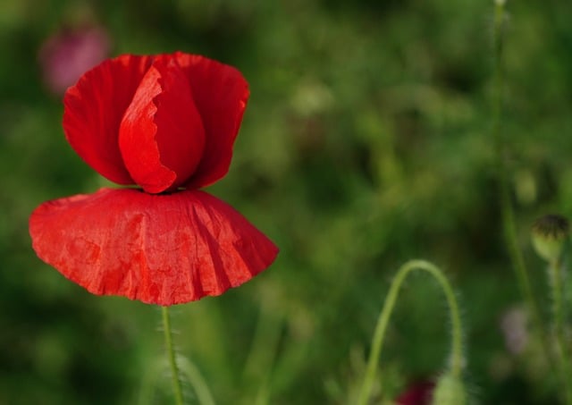 Free download poppy flowers red petal bloom free picture to be edited with GIMP free online image editor