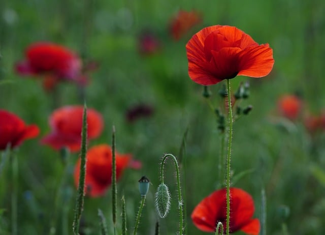 Free download poppy flowers red petals bloom free picture to be edited with GIMP free online image editor