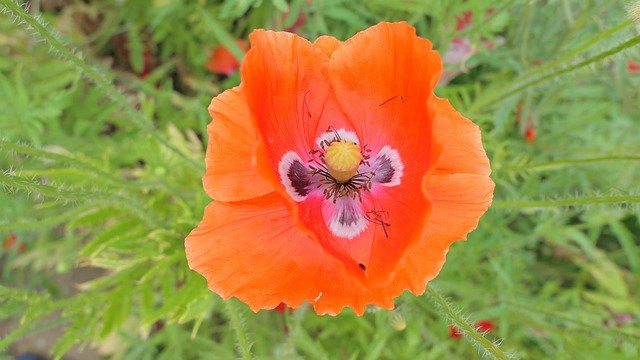 Descarga gratuita Poppy Flower Summer: foto o imagen gratuita para editar con el editor de imágenes en línea GIMP