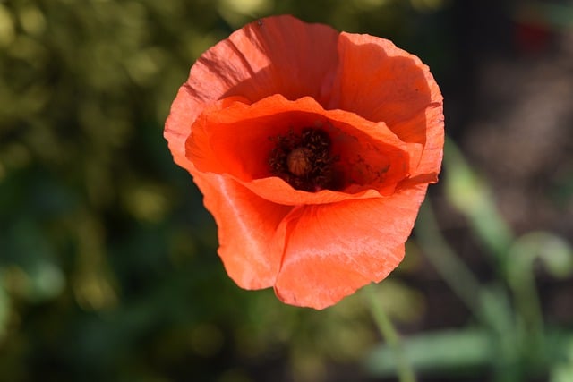 Free download poppy flower wild flower free picture to be edited with GIMP free online image editor