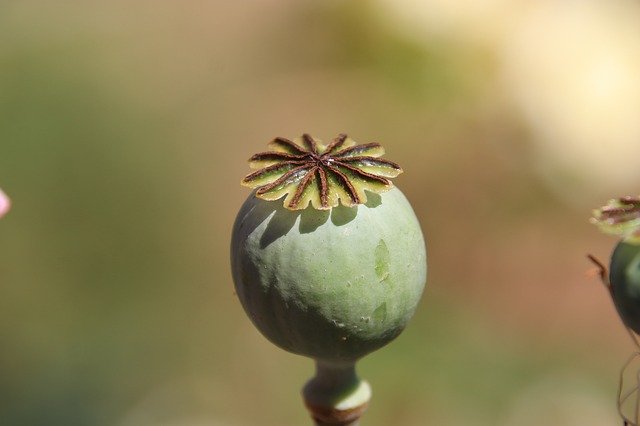 Free download Poppy Fruit Nature -  free photo or picture to be edited with GIMP online image editor