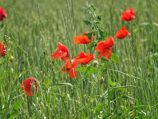 Free picture Poppy Grass Nature -  to be edited by GIMP free image editor by OffiDocs