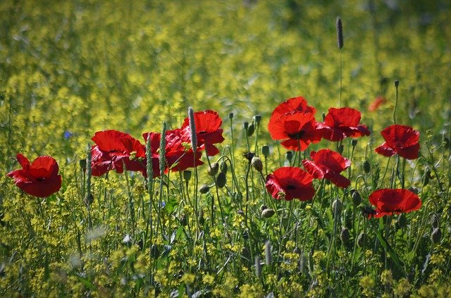 Free download Poppy Klatschmohn Red -  free photo or picture to be edited with GIMP online image editor