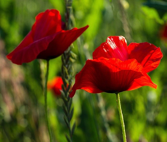 Descarga gratuita Poppy Landscape Meadow: foto o imagen gratuita para editar con el editor de imágenes en línea GIMP