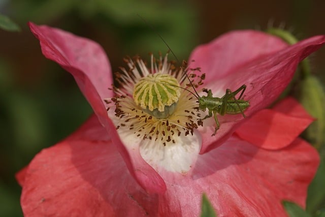 Free download poppy long feeler horror nature free picture to be edited with GIMP free online image editor
